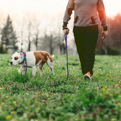 Person walking a dog on a leash in a park