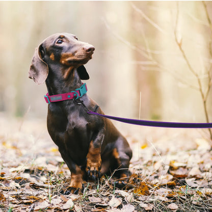 Dachshund on a leash in a forest setting